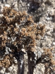 Artemisia pygmaea