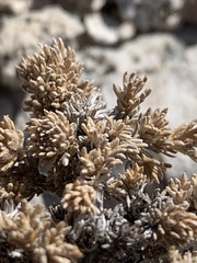 Artemisia pygmaea