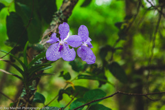 Vanda coerulea