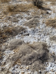 Thomomys bottae centralis