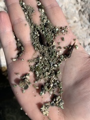 Pyrgulopsis merriami