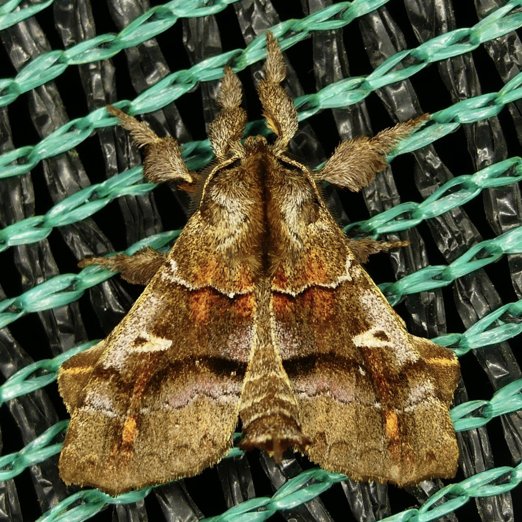 Zanola lychnica