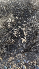 Phacelia ramosissima austrolitoralis