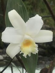 Sobralia virginalis