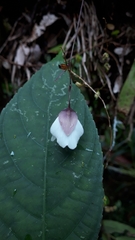 Utricularia jamesoniana