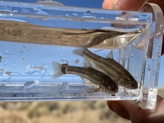 Rhinichthys osculus 7