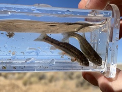 Rhinichthys osculus 7