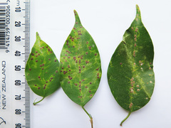 Chrysomphalus pinnulifer