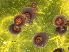 Chrysomphalus pinnulifer