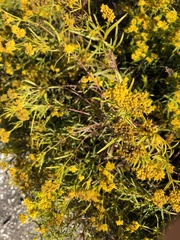 Flaveria floridana