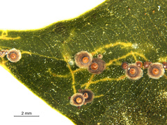 Chrysomphalus pinnulifer