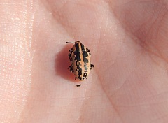 Eudiagogus rosenschoeldi