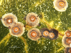 Chrysomphalus pinnulifer