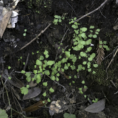 Adiantum jordanii image