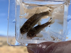 Rhinichthys osculus 7