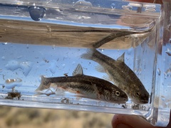 Rhinichthys osculus 7