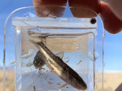 Rhinichthys osculus 7