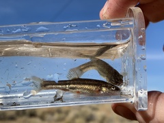 Rhinichthys osculus 7