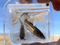 Rhinichthys osculus 7