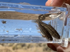 Rhinichthys osculus 7