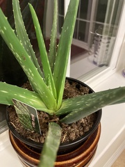 Aloe vera vera