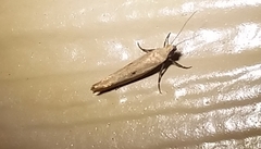 Ypsolopha unicipunctella