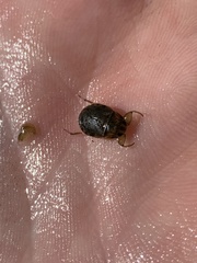 Ambrysus
