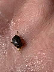 Ambrysus