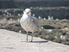 Larus