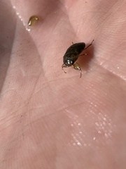 Ambrysus
