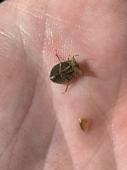 Ambrysus