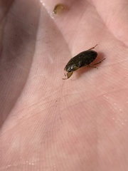 Ambrysus