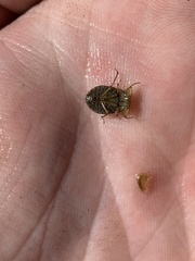 Ambrysus
