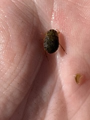 Ambrysus