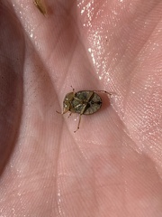 Ambrysus