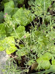 Geranium