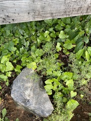 Geranium