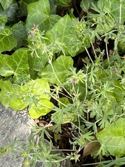 Geranium