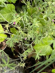 Geranium