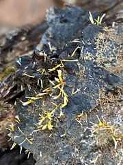 Sphaerostilbella aurifila