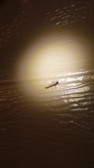 Ypsolopha unicipunctella