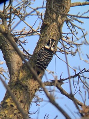 Dryobates nuttallii