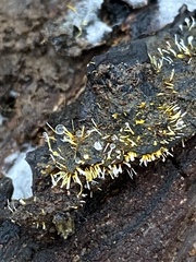 Sphaerostilbella aurifila