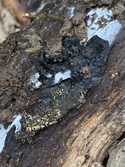 Sphaerostilbella aurifila