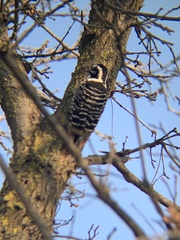 Dryobates nuttallii