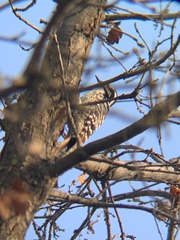 Dryobates nuttallii
