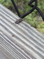 Boisea trivittata