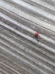 Insecta
