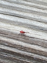 Insecta