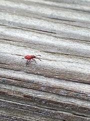 Insecta
